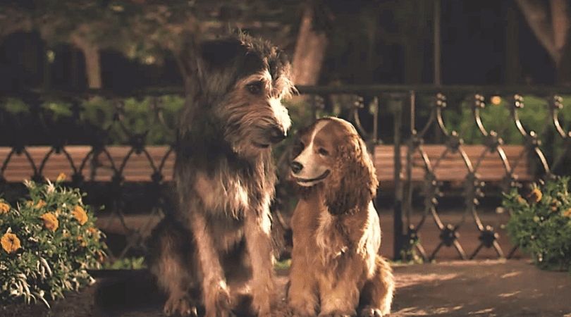 Lady And The Tramp