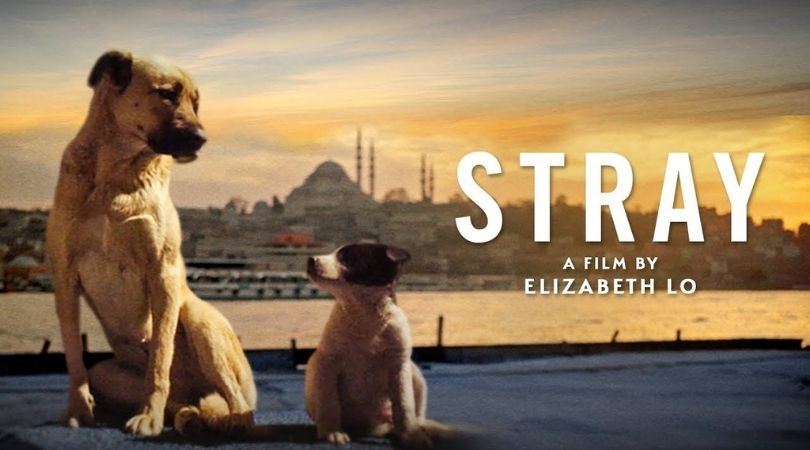 Stray