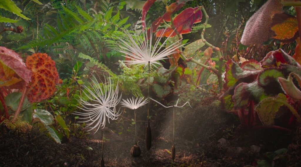 Dandelions Odyssey But Why Tho
