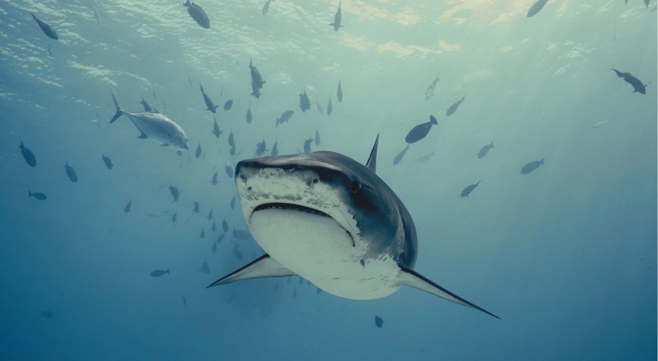 Tiger Shark in Investigation Shark Attack