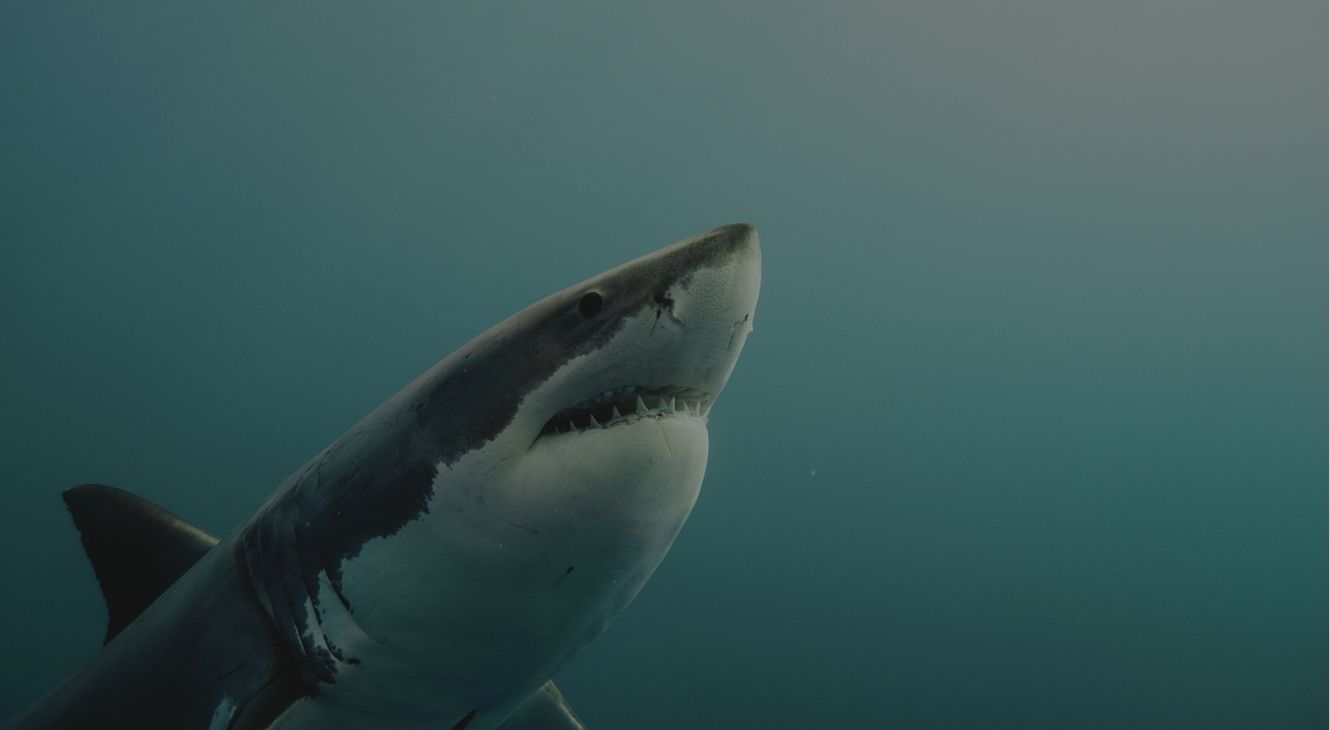 Great White Shark in Investigation Shark Attack