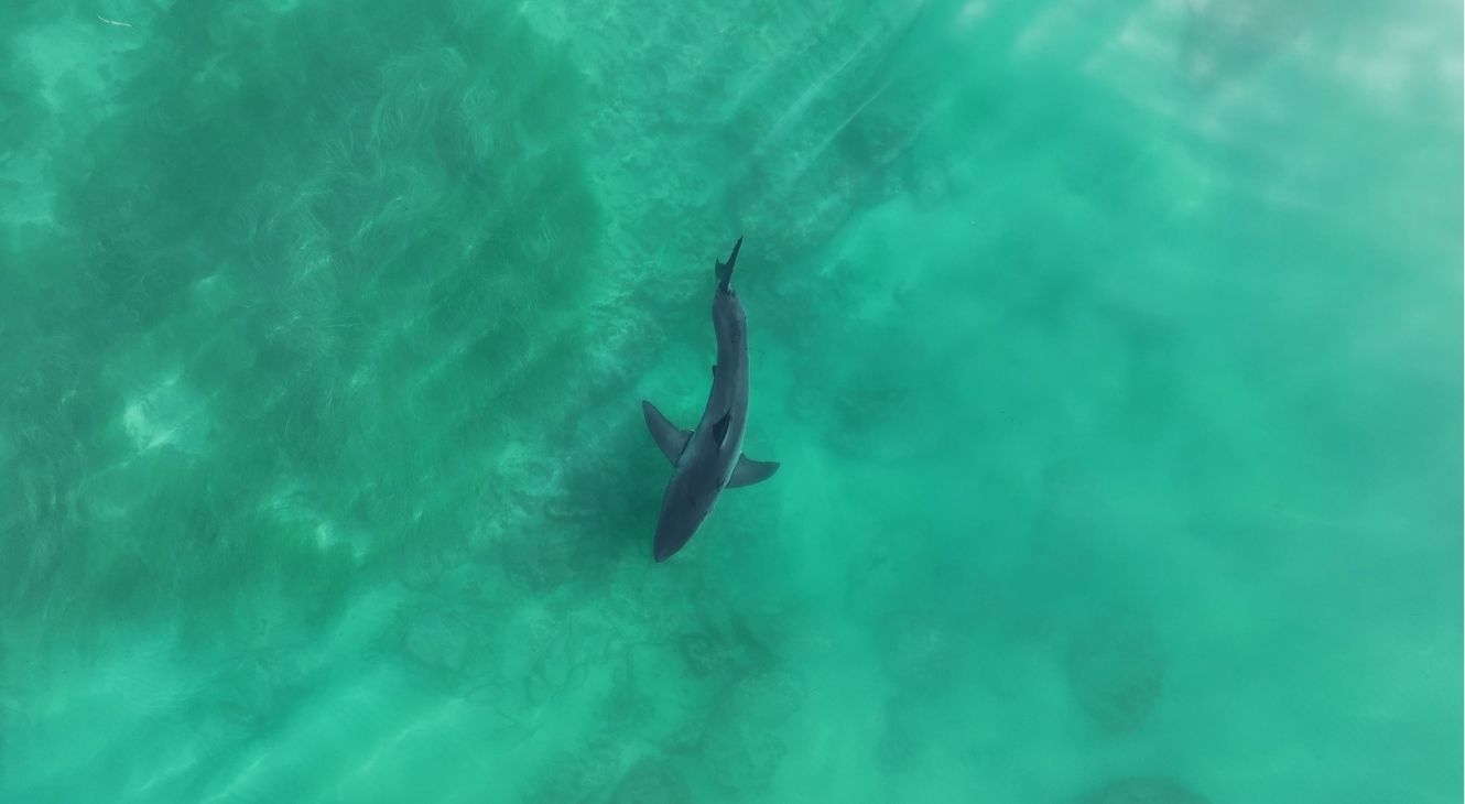 Still from National Geographic's Investigation Shark Attack Episode 4